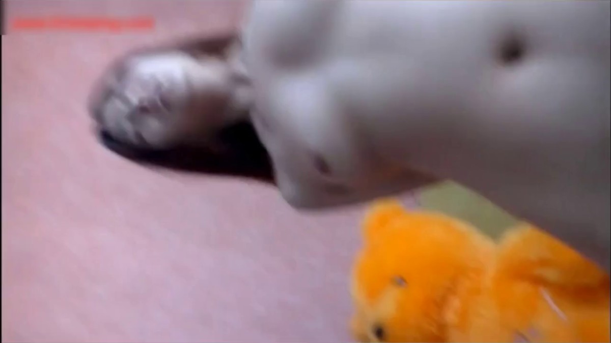 趁女友上班干了她一起合租的气质漂亮女闺蜜,操她时嘴里喊着“不要,不要”身体却拼命迎合,淫声浪语,太能装了!