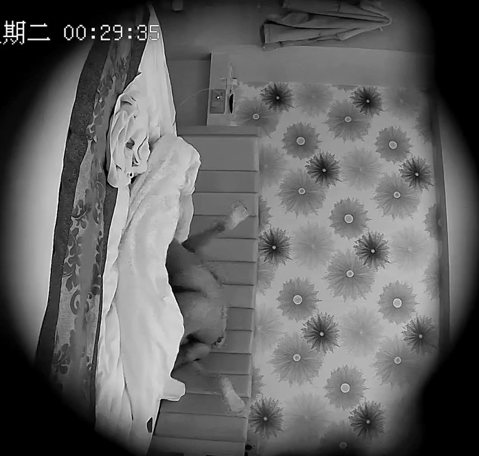 2023-1-17流出酒店偷拍纹身小哥 爆艹长发零零后可爱女友