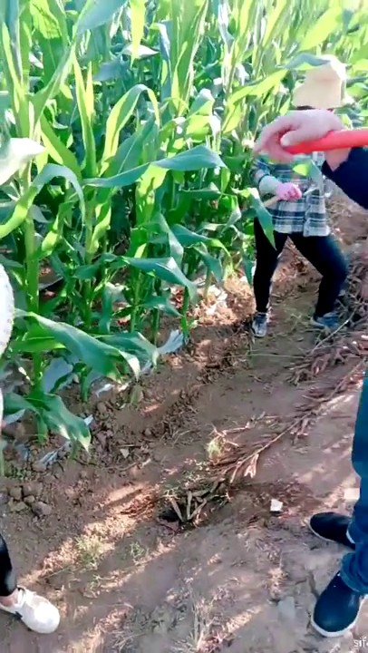 风骚淫荡农家院疯狂操B场面糜烂 全都无套开操 有一个少妇无毛白虎逼轮着内射里面 (1)