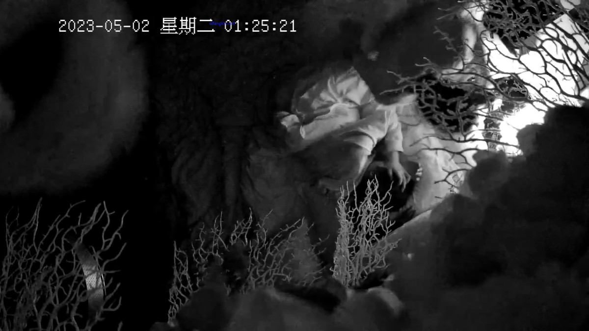 2023-5-2流出酒店偷拍 一夜七次哥只要醒着就在肏羞涩小女友搞得妹子喊救命