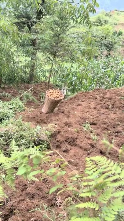 小陈陈-山区的美女，到小竹林里脱光，【小陈陈】，极品美乳，四下无人之际脱光，淫水已经自动流出