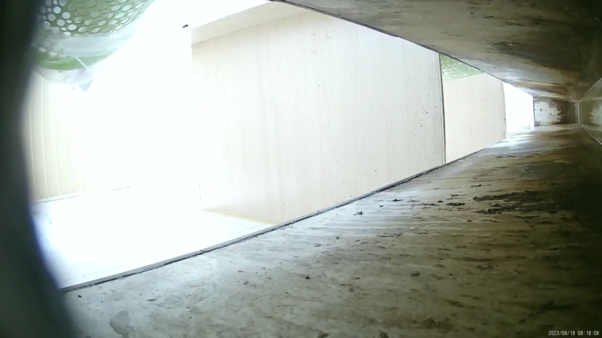 六月新流出23年8月加工厂沟厕偷拍 女工尿尿大号 绝顶视角 多逼同框临场感是十足