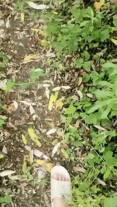 野外~玩刺激~玩心跳~【无敌小表妹】2男2女~车震小树林~茅屋~8