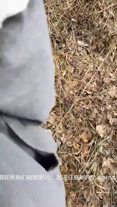 大白天小情侣来到小树林野战 你快点 快点 妹子还是有点害怕 玩的就是刺激