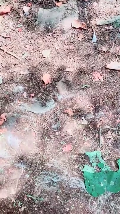 九头身172CM大长腿 身材比例一级棒的甜美女神【真正的窈窕淑女】野外游玩时 忍不住抠逼自慰 喷水，露脸TM惊艳全场 (1)