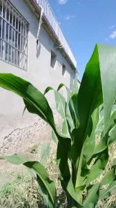 18岁准大一学妹野外露出+风油精，有对话，接任务